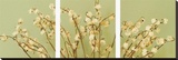 Lily of the Valley Triptych