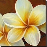 Frangipani I