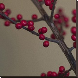 Red Berries I