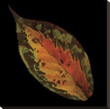 Cherry Leaf on Black