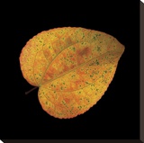 Katsura Leaf on Black
