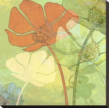 Poppy Shadows