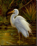 Tropical Egret II
