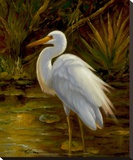 Tropical Egret II