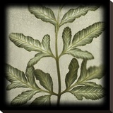 Variegated Fern III