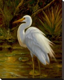 Tropical Egret II