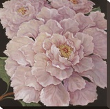 Fuschia Peonies