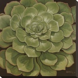 Succulent I