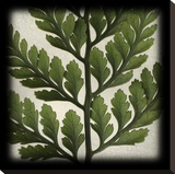 Rabbitsfoot Fern