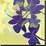 Orchid Shadows I