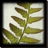 Red Fern