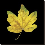 Yellow Maple