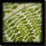 Leafy Fern