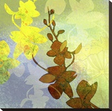 Orchid Shadows II