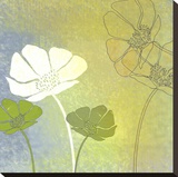 Poppy Shadows II