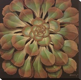 Succulent II