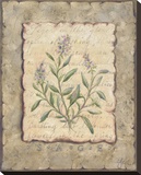 Vintage Herbs  Sage