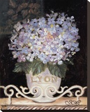 Hydrangeas of Lyon