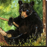 Baby Bear