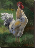 White And Yellow Rooster
