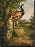 Classic Peacock