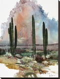 Desert Patterns