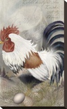 Coat of Many Colors Rooster