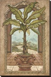 Classical Banana Tree