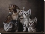 European Shorthair Kittens
