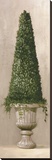 Florentine Topiary II