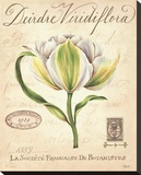 Deirdre Viridiflora