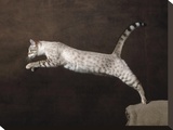 Snow Chocolate Spotted Tabby Bengal Cat