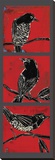 Black Birds