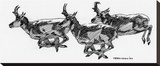 Pronghorn