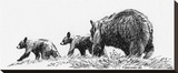 Black Bear