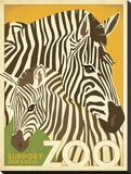 Zoo Zebra