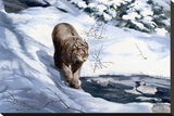 Canadian Lynx