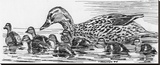 Mallard Duck