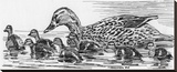 Mallard Duck