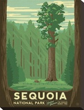 Sequoia National Park