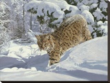 Snow Country Cat
