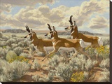 Pronghorn Run