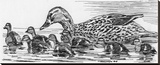 Mallard Duck