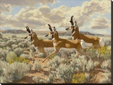 Pronghorn Run