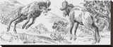 Bachelor Party of Bighorn