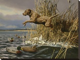 Brown Lab Retrieving