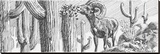 Longhorn Sheep