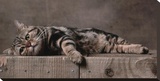 American Shorthair Brown Patched Tabby Cat