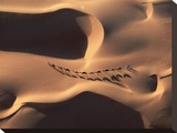 Camel Caravan Crossing Desert Dunes