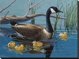 Canadian Goose